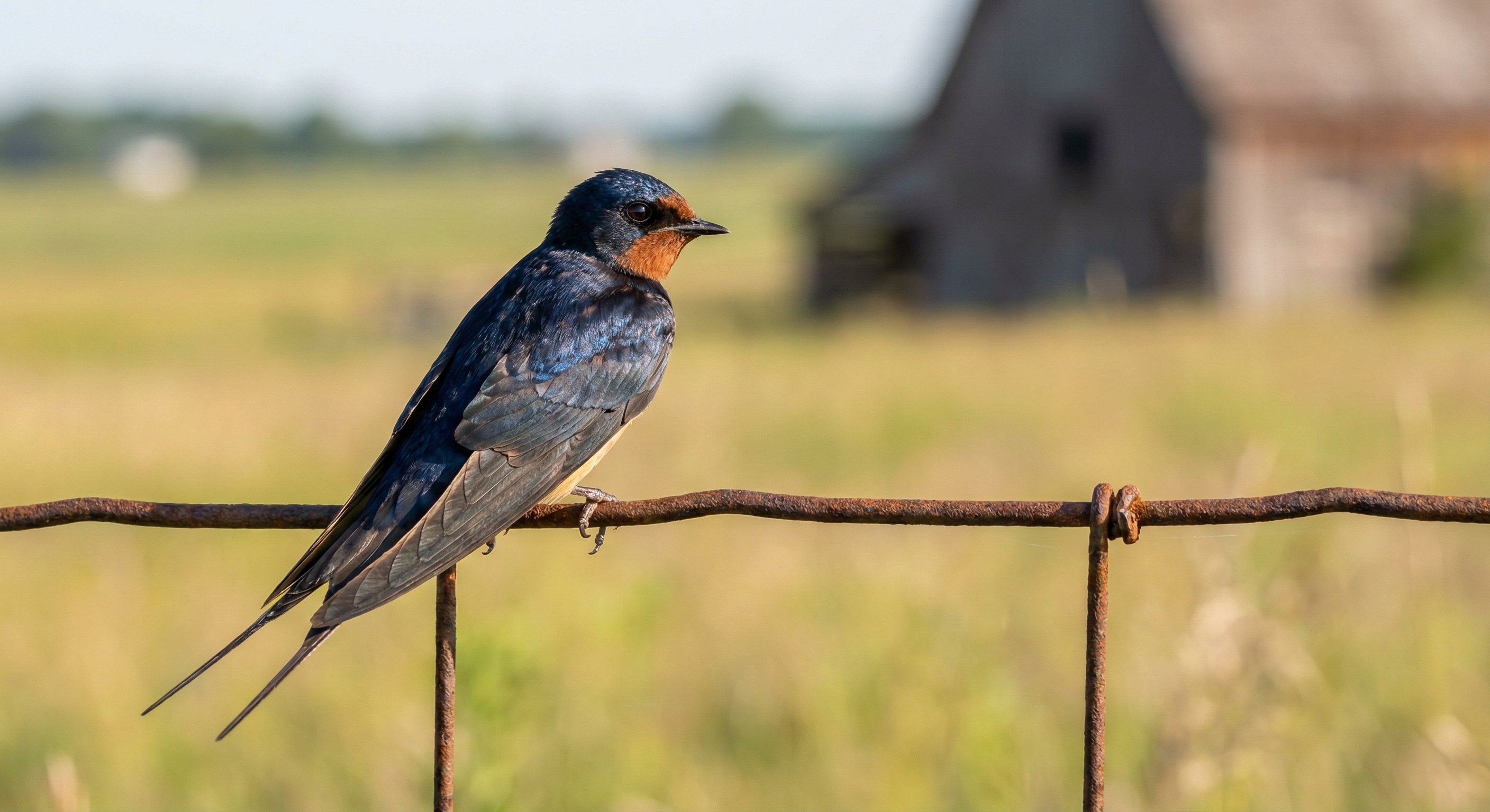家燕/燕子停在铁丝上（Barn Swallow）