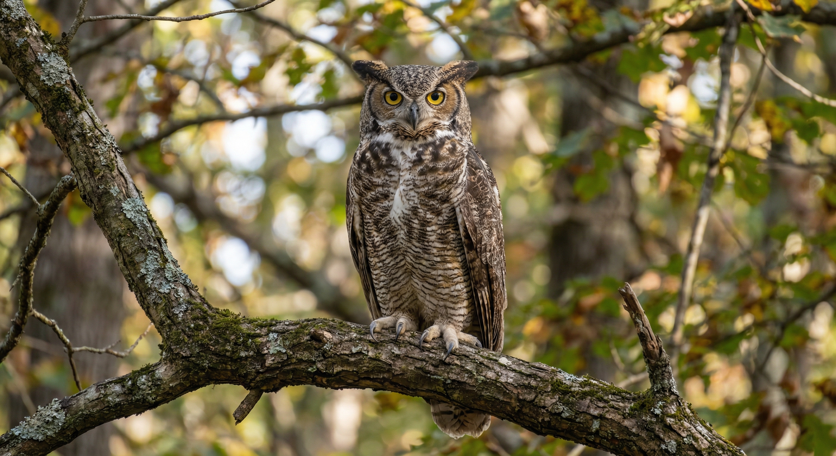 大角鸮（Great Horned Owl）